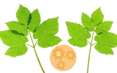 Recept: Lentestamppot van Zevenblad
