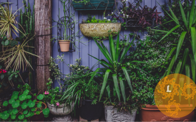 Weinig ruimte in je tuin? Ga dan de hoogte in!