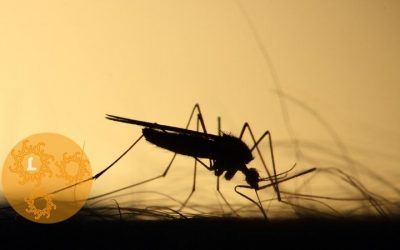 Muggen: natuurlijk te lijf