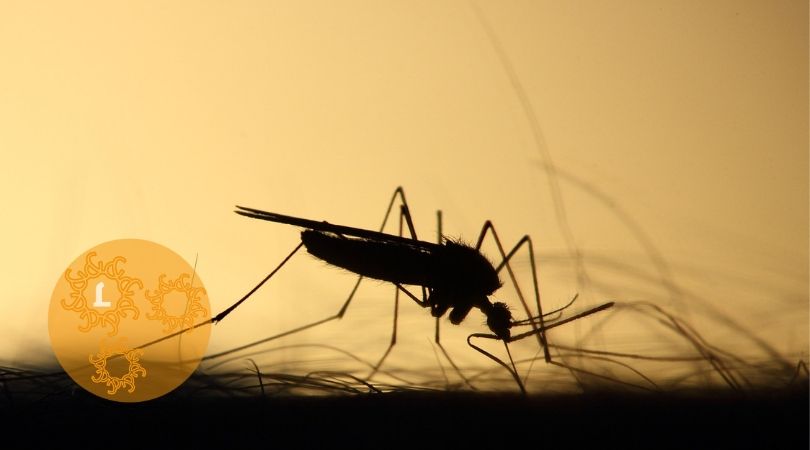 Muggen: natuurlijk te lijf