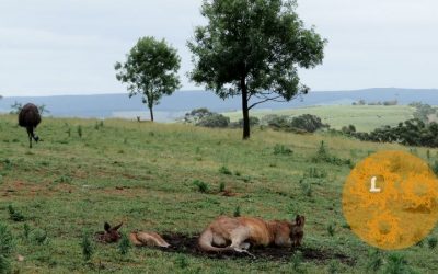 Filmtip: Down to Earth