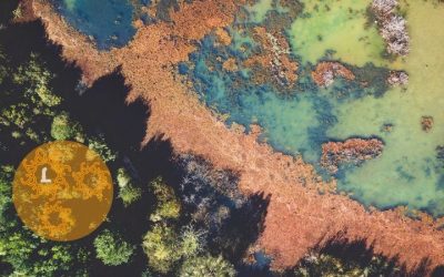 22 mei: Wereldbiodiversiteitsdag