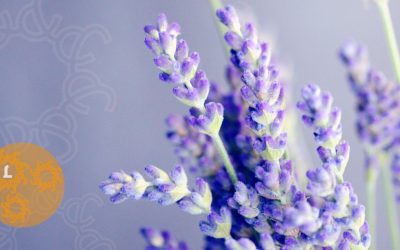 Zelf Lavendel olie en bodybutter maken