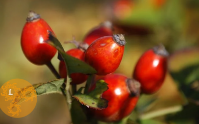 Rozenbottel – blinkende vitamine bommetjes