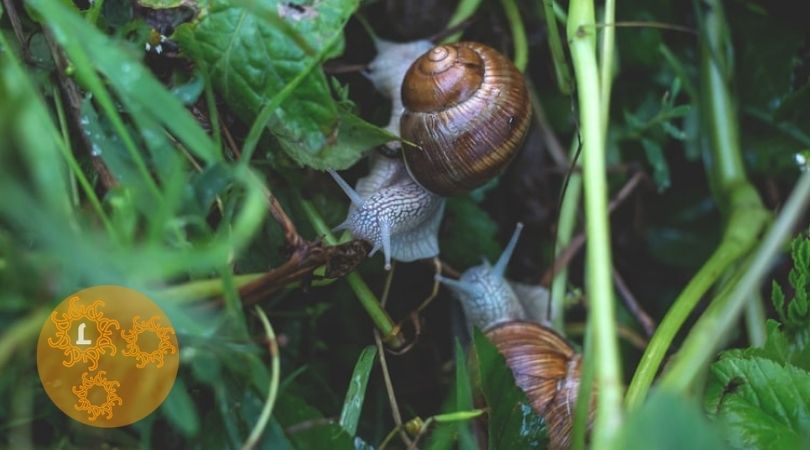 Je tuin heeft een heuse onderwereld