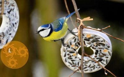 DIY: Vetbollen voor de vogeltjes
