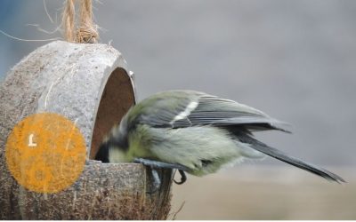 Winterhulp voor vogels