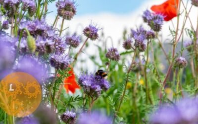 De bloemetjes en de bijtjes…