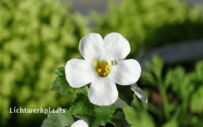 Bacopa: helderheid voor geest en ziel