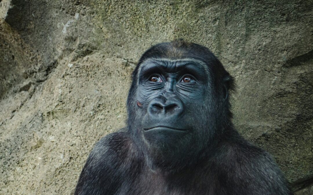 Gorilla die nadenkend omhoog kijkt voor een rotswand