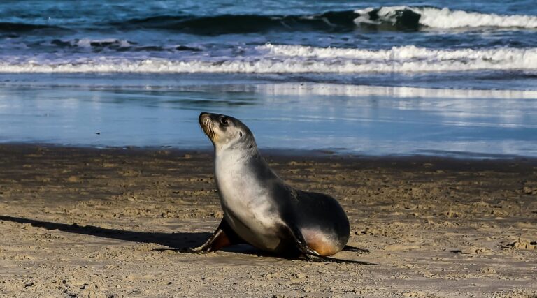 Zeeleeuw op het strand die met opgeheven kop naar de zee kijkt