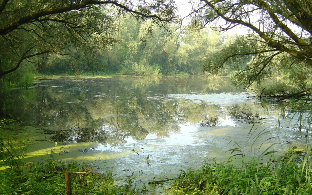 De Duursche Waarden: de stille magie van het rivierenland