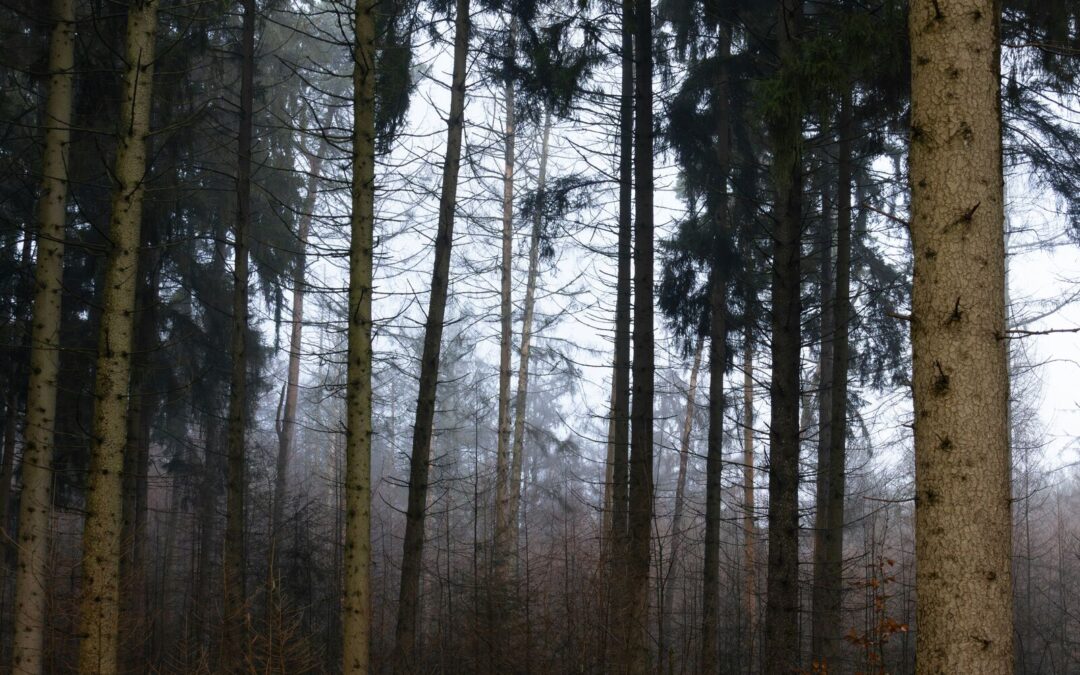 De Witte Wieven van Zwiep: wie dwaalt er door de mist?