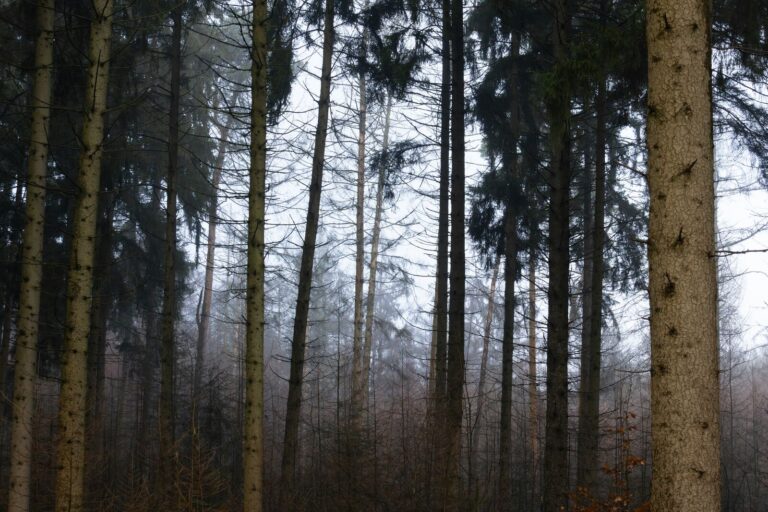 Mistig naaldbos met hoge stammen